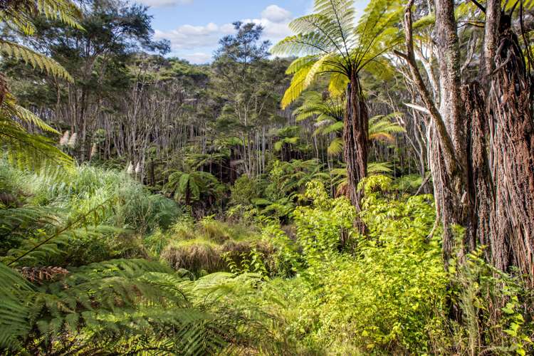 65 Moumoukai Hill Road Ness Valley_6