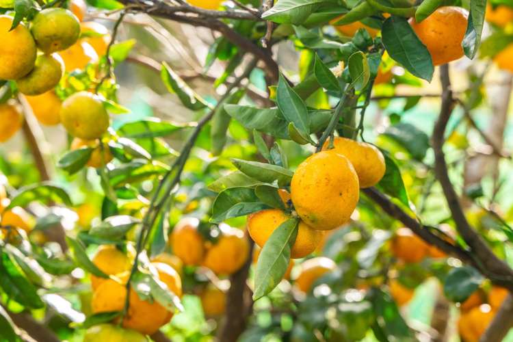 3 Mahurangi East Road Sandspit_17