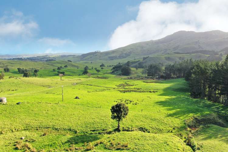 2288 Waihue Road Dargaville Surrounds_7