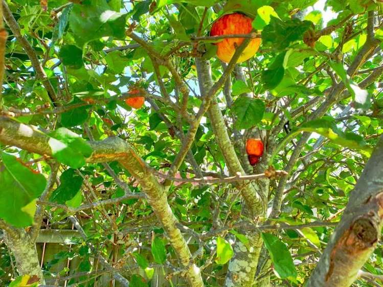 26 Omagh Avenue Papatoetoe_15