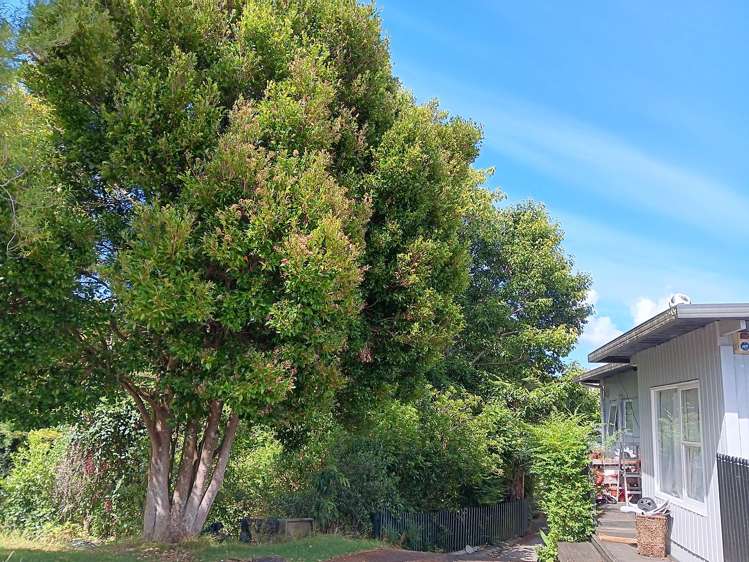 11a Orcades Place Lynfield_7