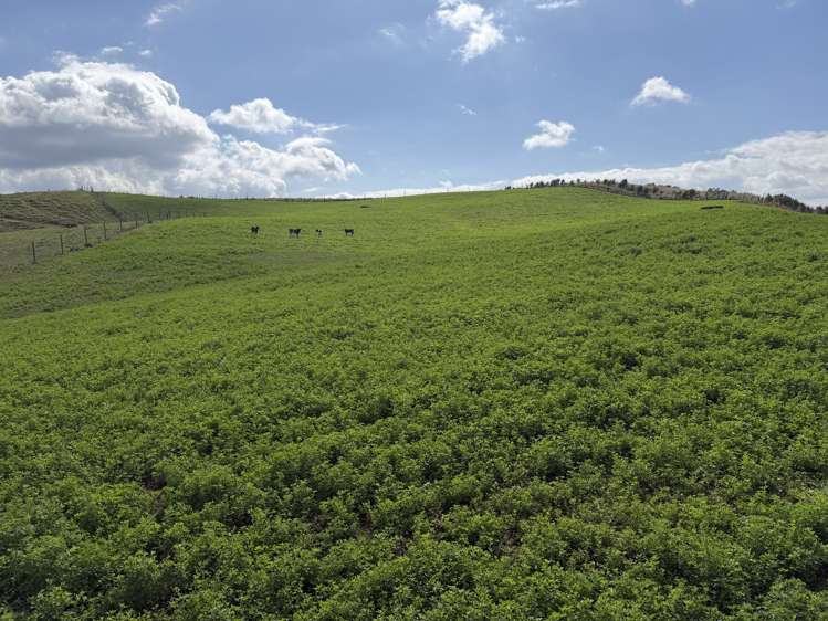 1026 Limeworks Loop Road Karamu_13