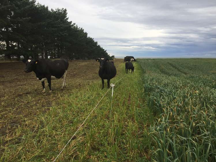 46 Clarkes Road, Glenledi Milton_7