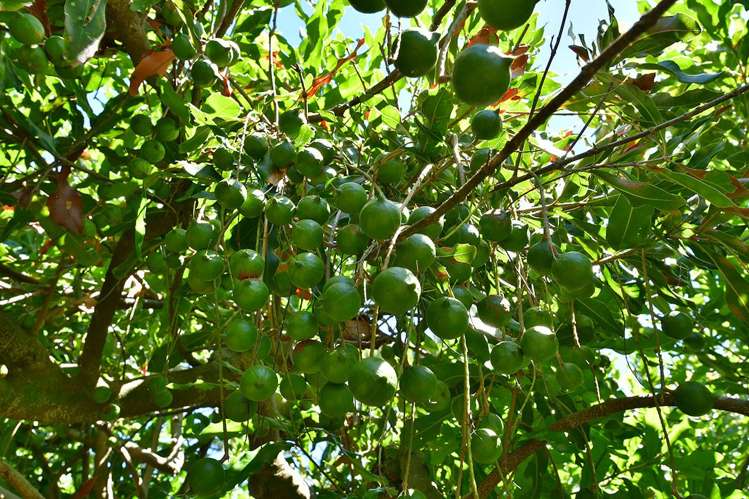 940 South Head Road South Head_33