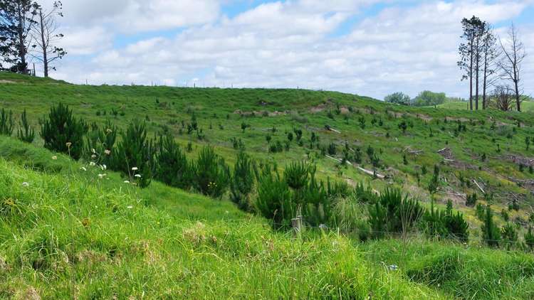 Lot 7/49 Kamea Place Maungaturoto_14