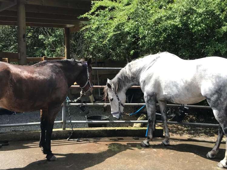 19 Valley Road Waitoki_32