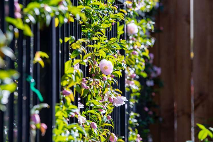 1/3 Manning Street Hamilton Central_25