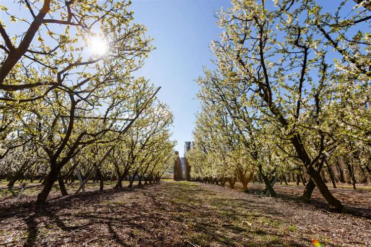 5221 Kurow Duntroon Road Duntroon_22