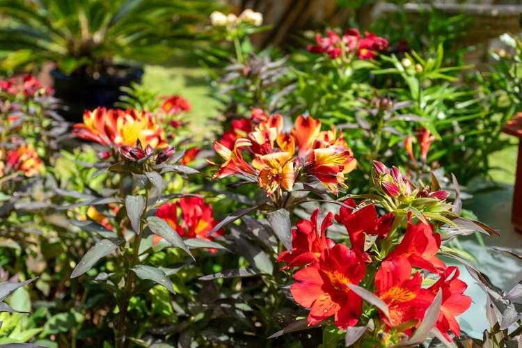 3a Waiohua Road Greenlane_25