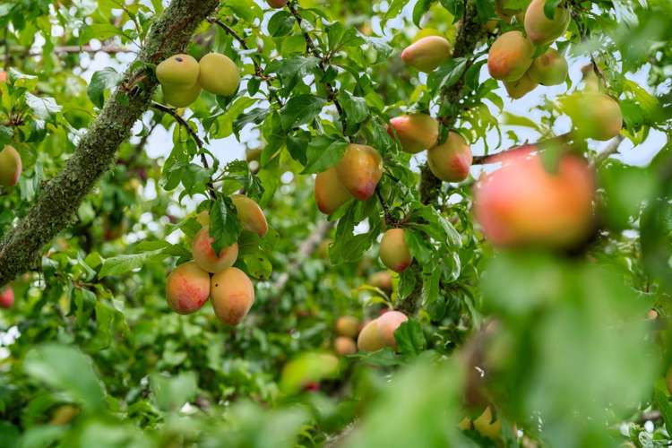 26 Lansdowne Road Katikati_26