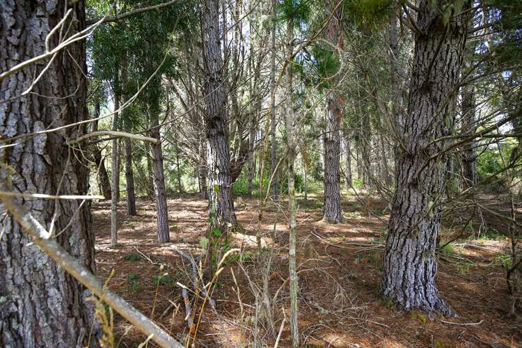 538 Waiwhero Road Ngatimoti_33