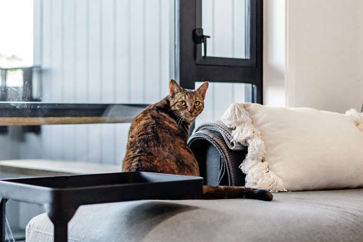 309/1 Kimiora Street Three Kings_10