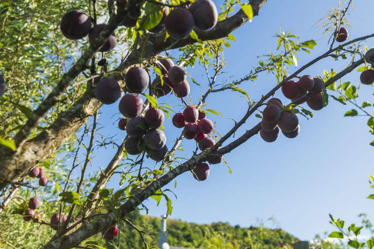 1 Forster Street Tolaga Bay_20