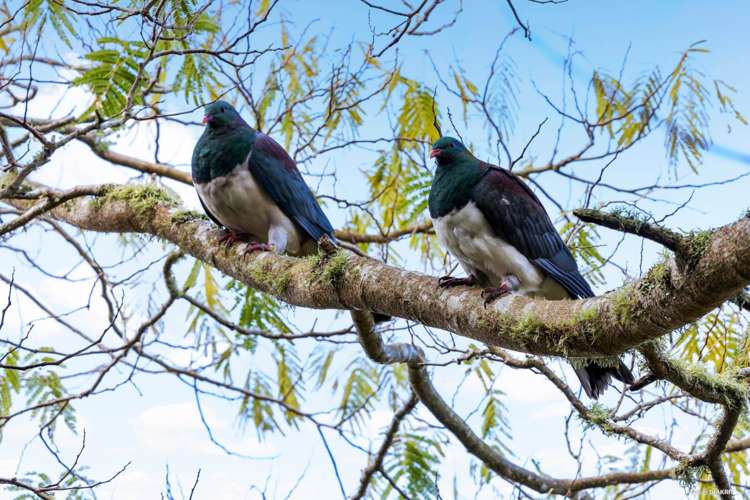 204 Tram Gully Road Manukau Heads_12