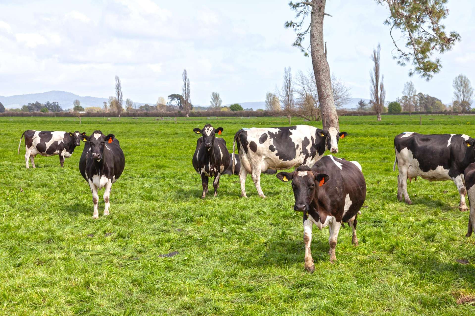 211 Maiseys Road Waharoa_0