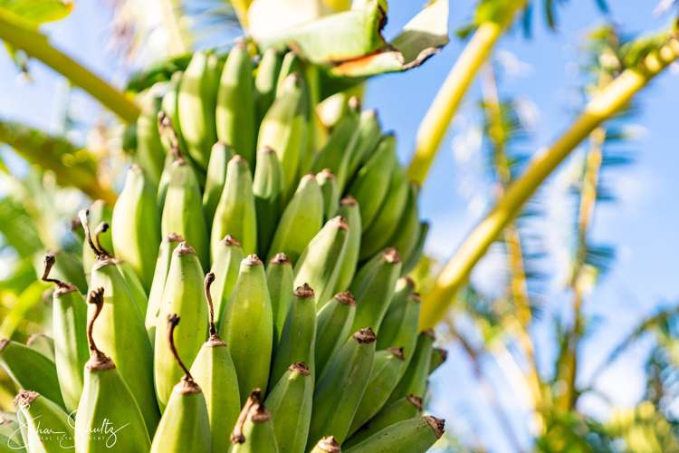 147 Petley Road Paparoa_36