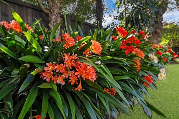 57 Mount Roskill Road Mt Roskill_46
