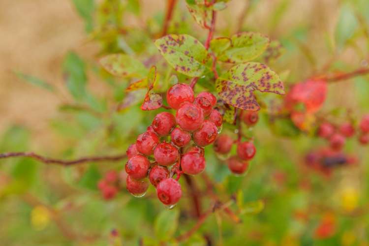 790 Pungaere Road Kerikeri Surrounds_34