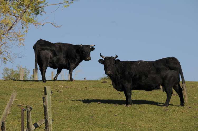 407 Elephant Hill Road Waimate_27