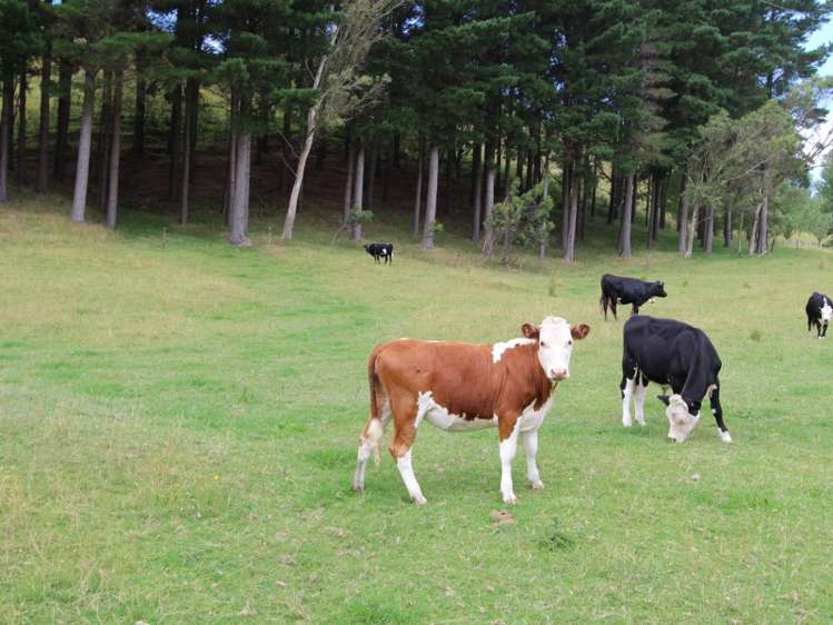 291 Hinemoa Valley Road Pahiatua_12