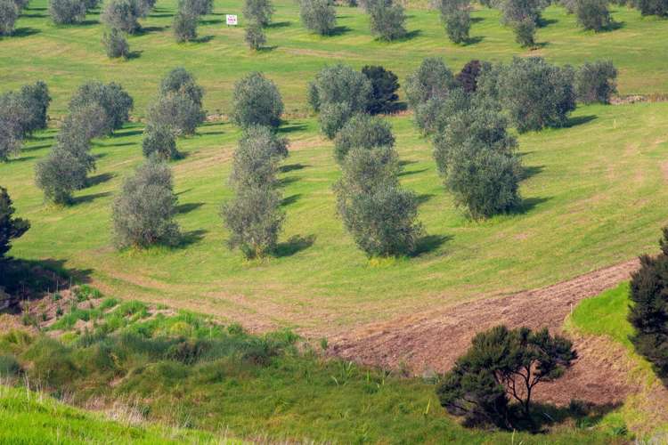 Lot 1,/16 Woodleigh Lane Mangawhai Heads_12