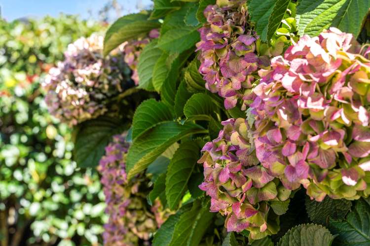 4 Berowald Place St Heliers_24