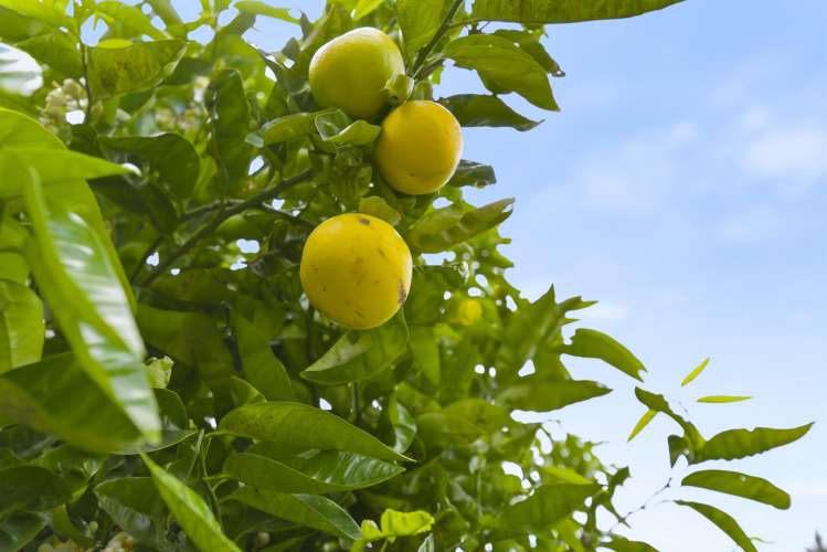 258 Waitohu Valley Road Otaki_48