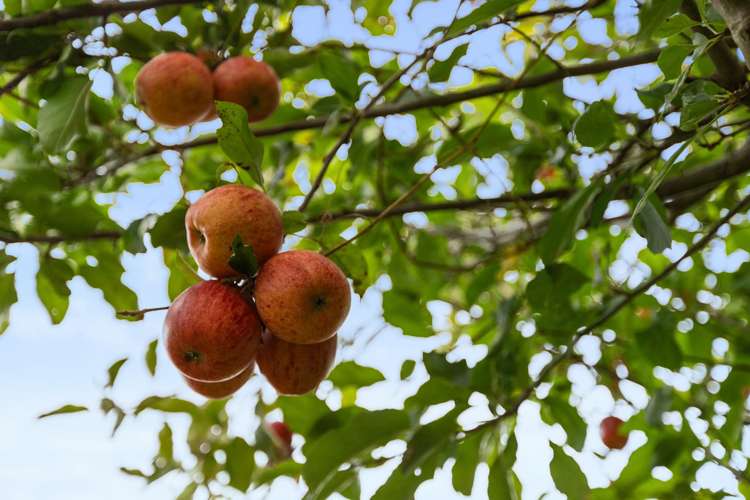 27c Linton Crescent Matua_13