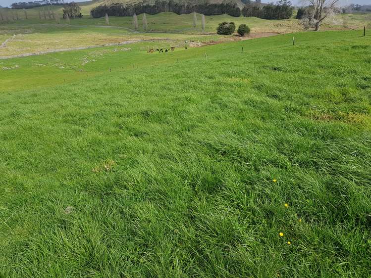 7045 State Highway 1 Pakaraka_8