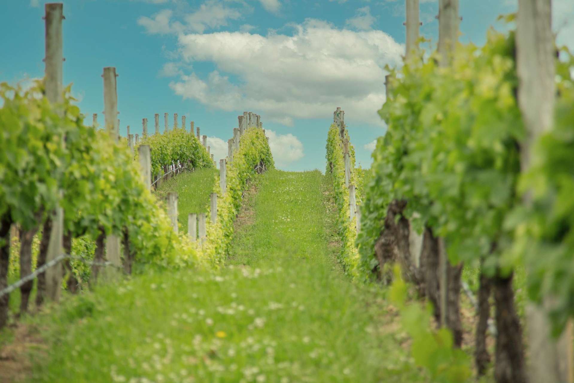 Lot 3 Willow Lane Martinborough_0
