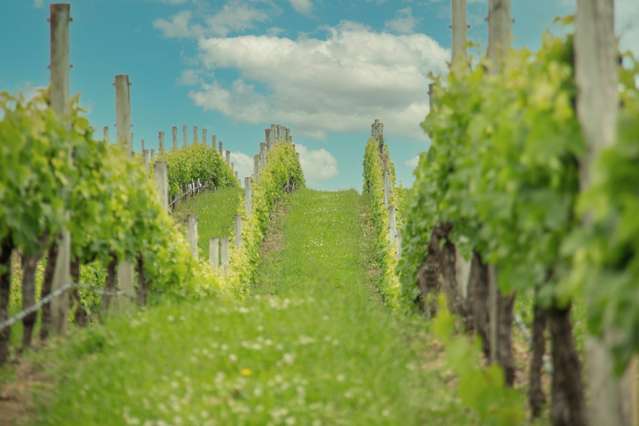 A Life Amongst the Vines