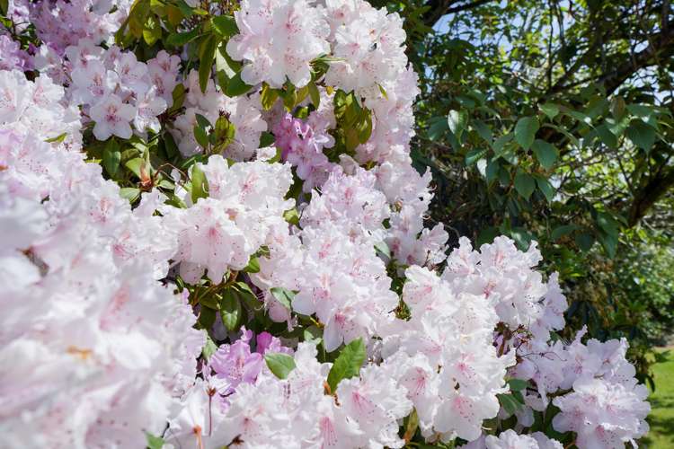 20 Cross Road Winton_13