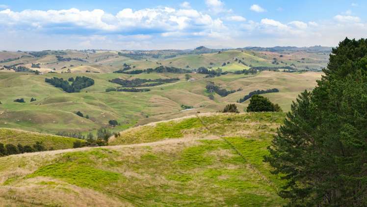 352 Kauri Road Onewhero_21