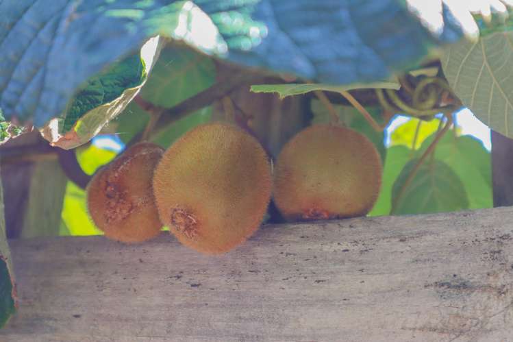 4629 State Highway 6 Te Miko_8