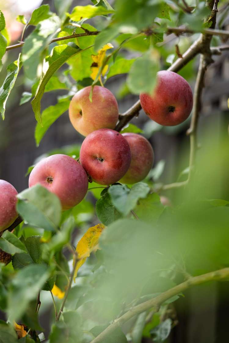 229a Fifteenth Avenue Tauranga South_19