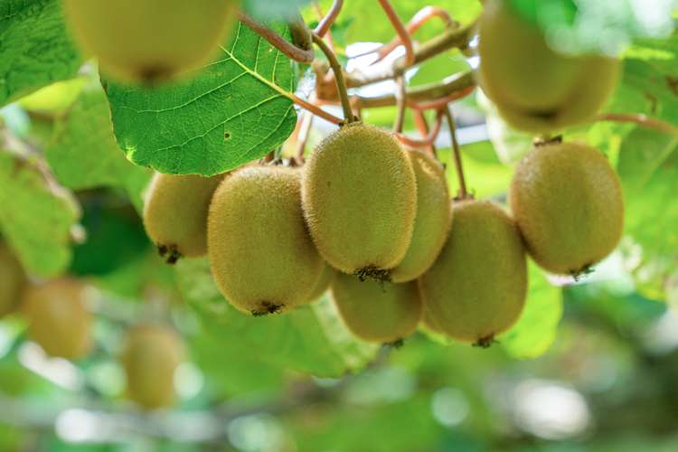 73 Orchard Road Edgecumbe_8