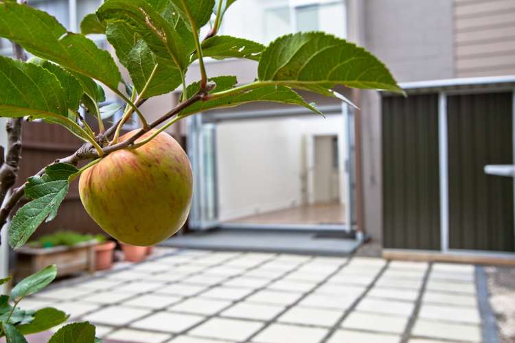 3/20 Spring Street Onehunga_6