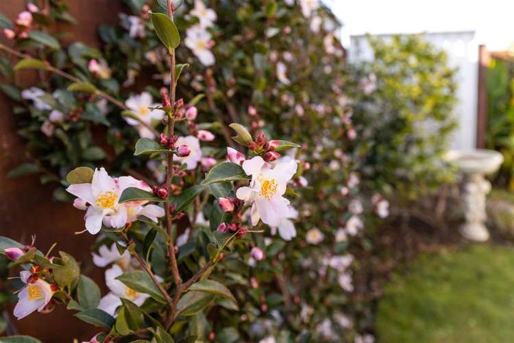 2 Korari Grove Redwoodtown_24