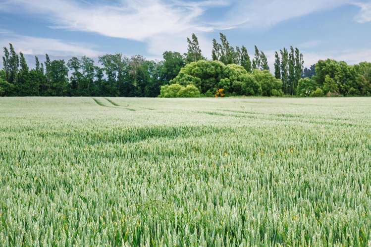 142 Deep Creek Road Waimate_6