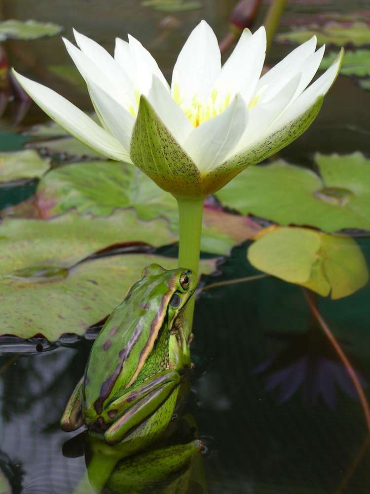 Glenbogal Aquatic Katikati_7