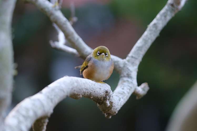 5 Easdale Street Kelburn_18