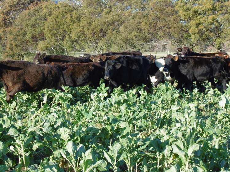 4 Murphy Street Palmerston_9