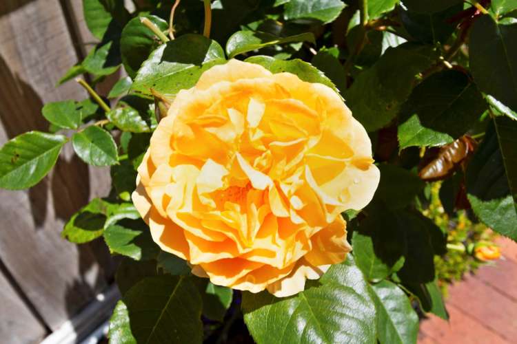 15 Peet Avenue Royal Oak_18