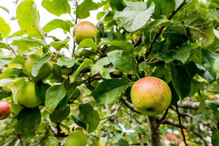 124 Rolla Street Normanby_24