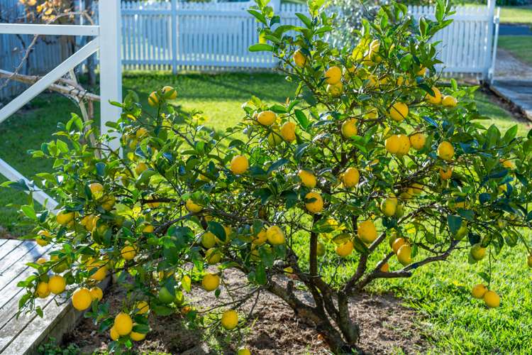 9 Nikau Road Oneroa_41