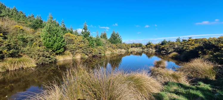 526 Turnbull Road Gore Surrounds_15