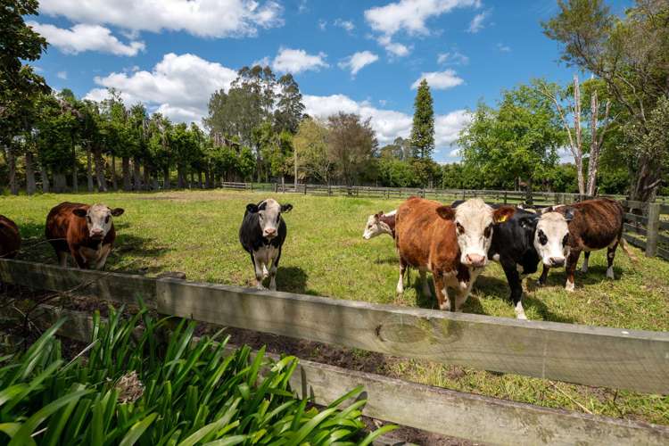 139 Te Puea Road Tikitere_22