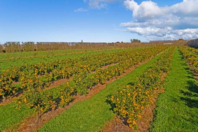 153 Willows Road Matawhero_1