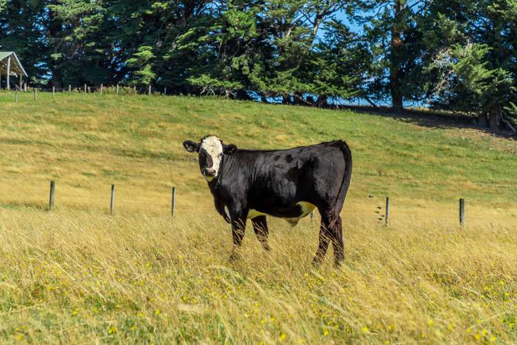 45 Beckwiths Road Glentunnel_26