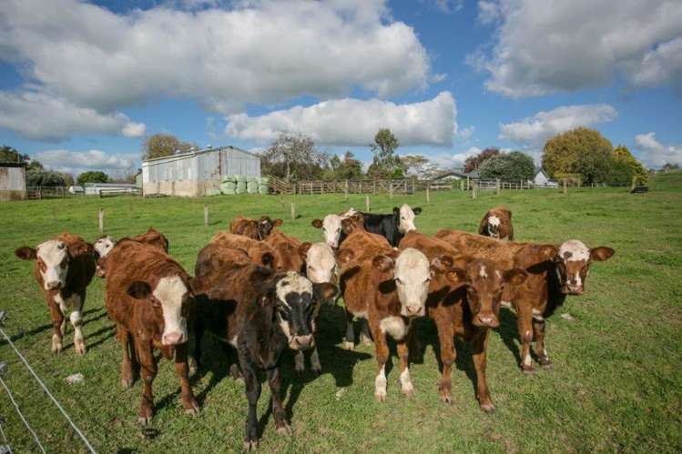 333 Kuranui Road Morrinsville_16